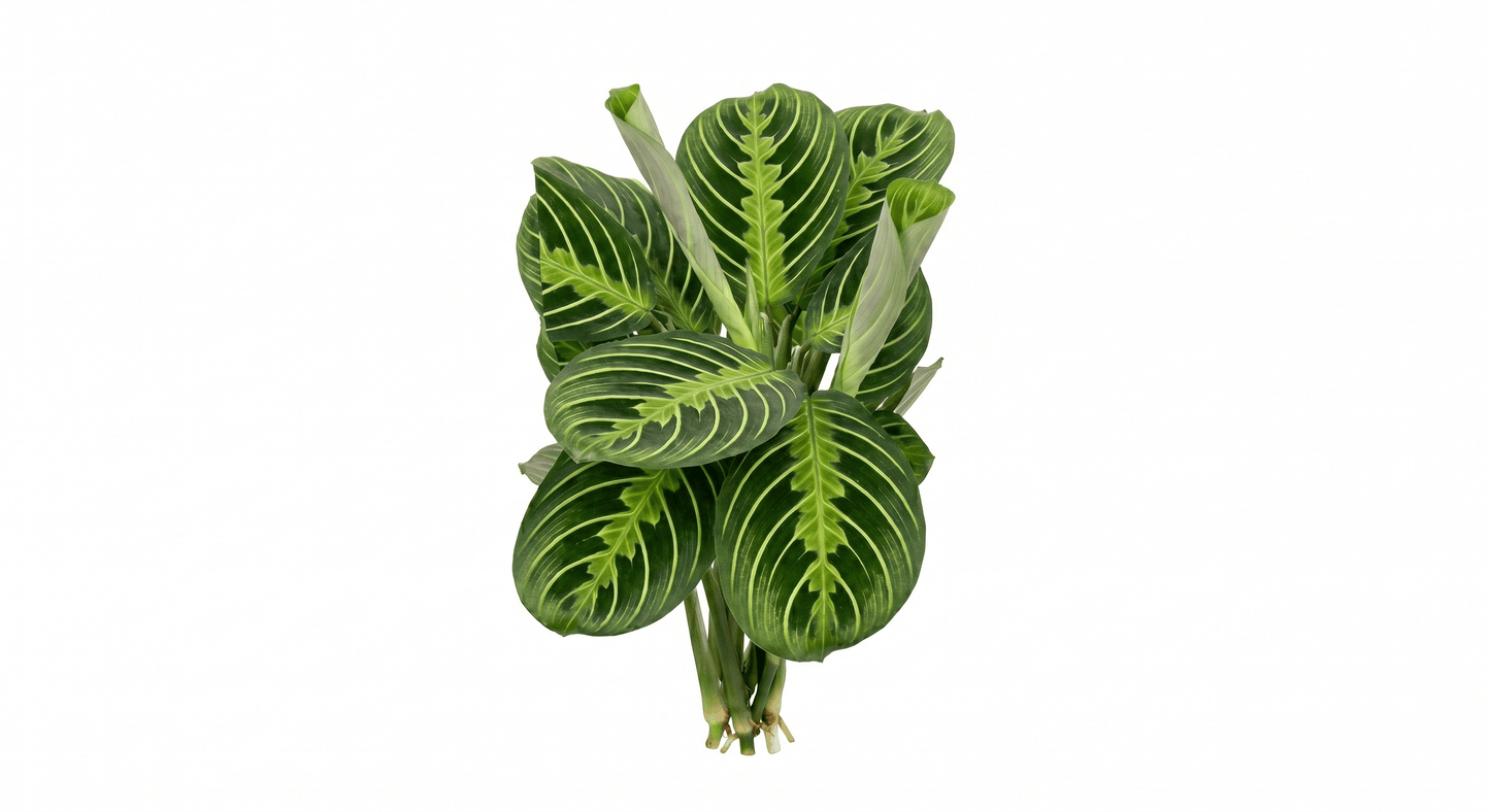 Maranta 'Marisela' Prayer Plant – Premium Tropical Bioactive Understory Ground Cover