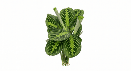 Maranta 'Marisela' Prayer Plant – Premium Tropical Bioactive Understory Ground Cover