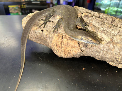 Mertens’ Water Monitor (Varanus mertensi) - The Australian Aquatic Specialist (Captive Bred)