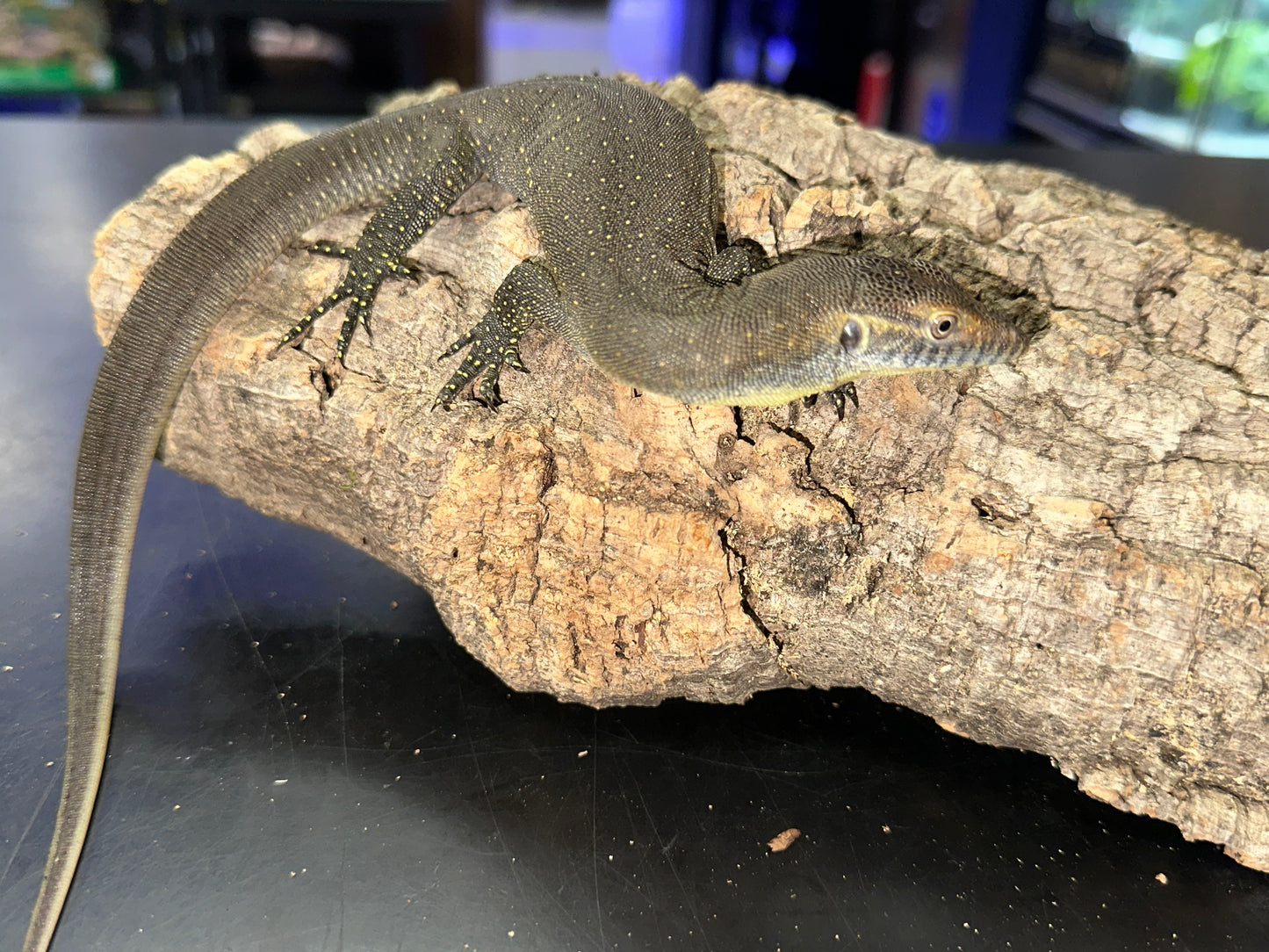 Mertens’ Water Monitor (Varanus mertensi) - The Australian Aquatic Specialist (Captive Bred)