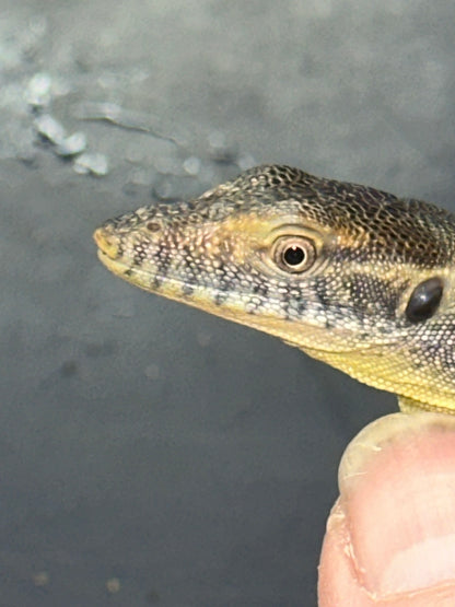 Mertens’ Water Monitor (Varanus mertensi) - The Australian Aquatic Specialist (Captive Bred)