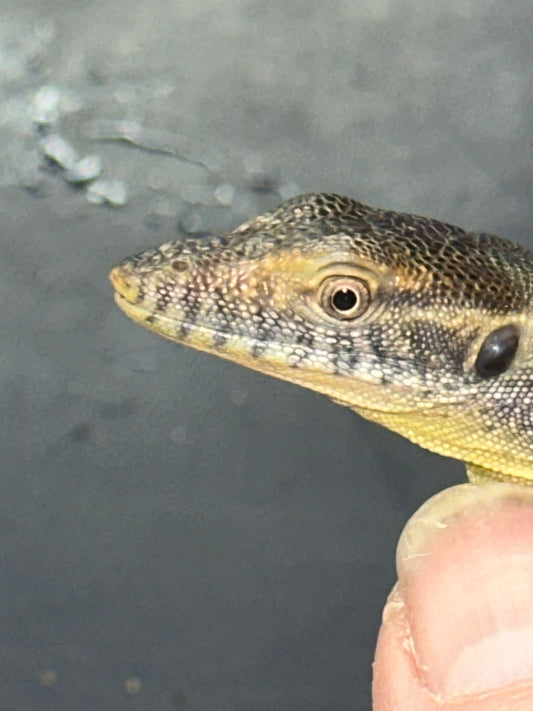 Mertens’ Water Monitor (Varanus mertensi) - The Australian Aquatic Specialist (Captive Bred)