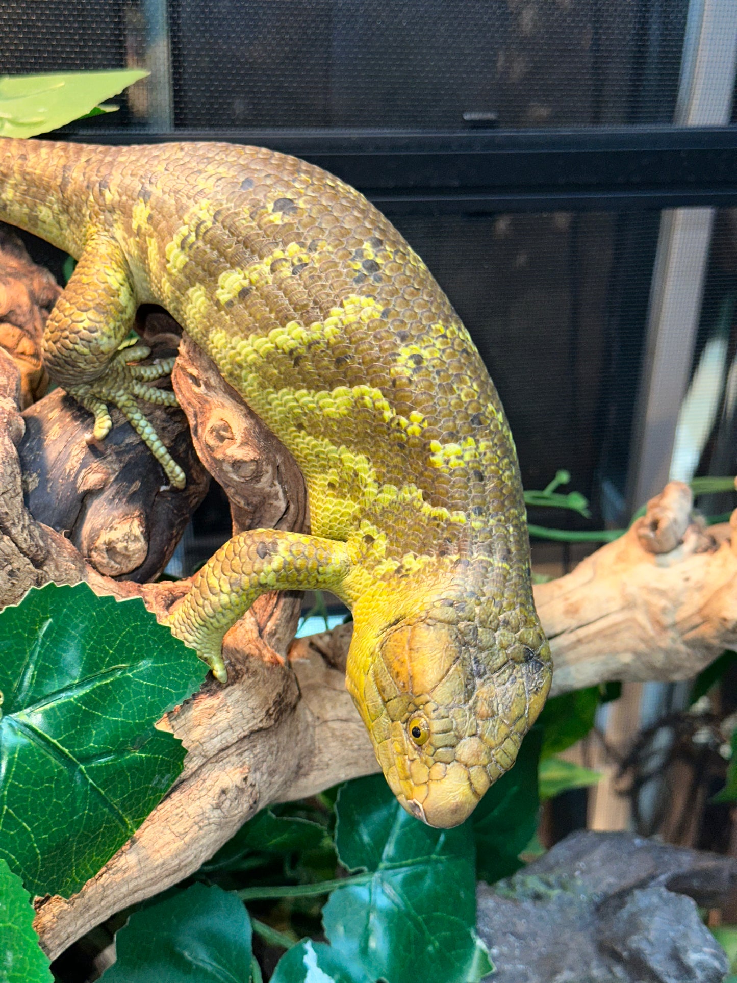 Monkey-Tailed Skink (Corucia zebrata) - The Prehensile-Tailed Giant