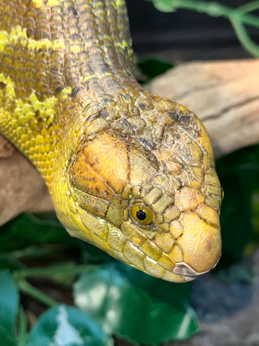 Monkey-Tailed Skink (Corucia zebrata) - The Prehensile-Tailed Giant