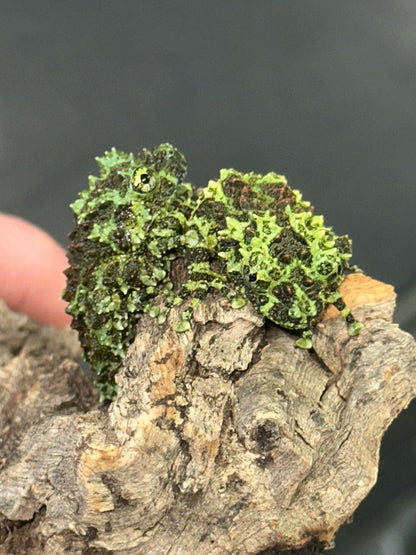 Vietnamese Mossy Frog - The Ultimate Camouflage Artist (Captive Bred)
