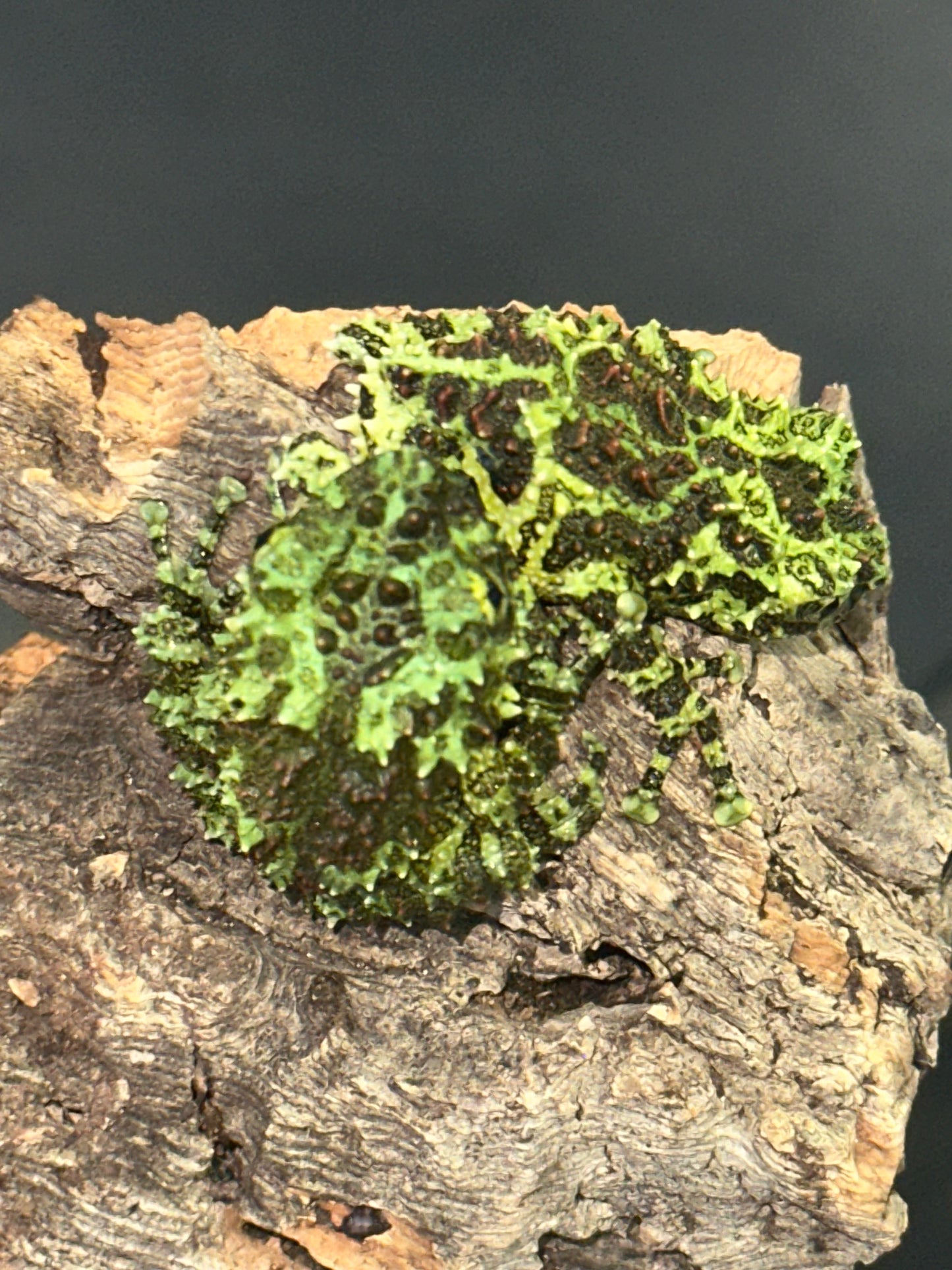 Vietnamese Mossy Frog - The Ultimate Camouflage Artist (Captive Bred)