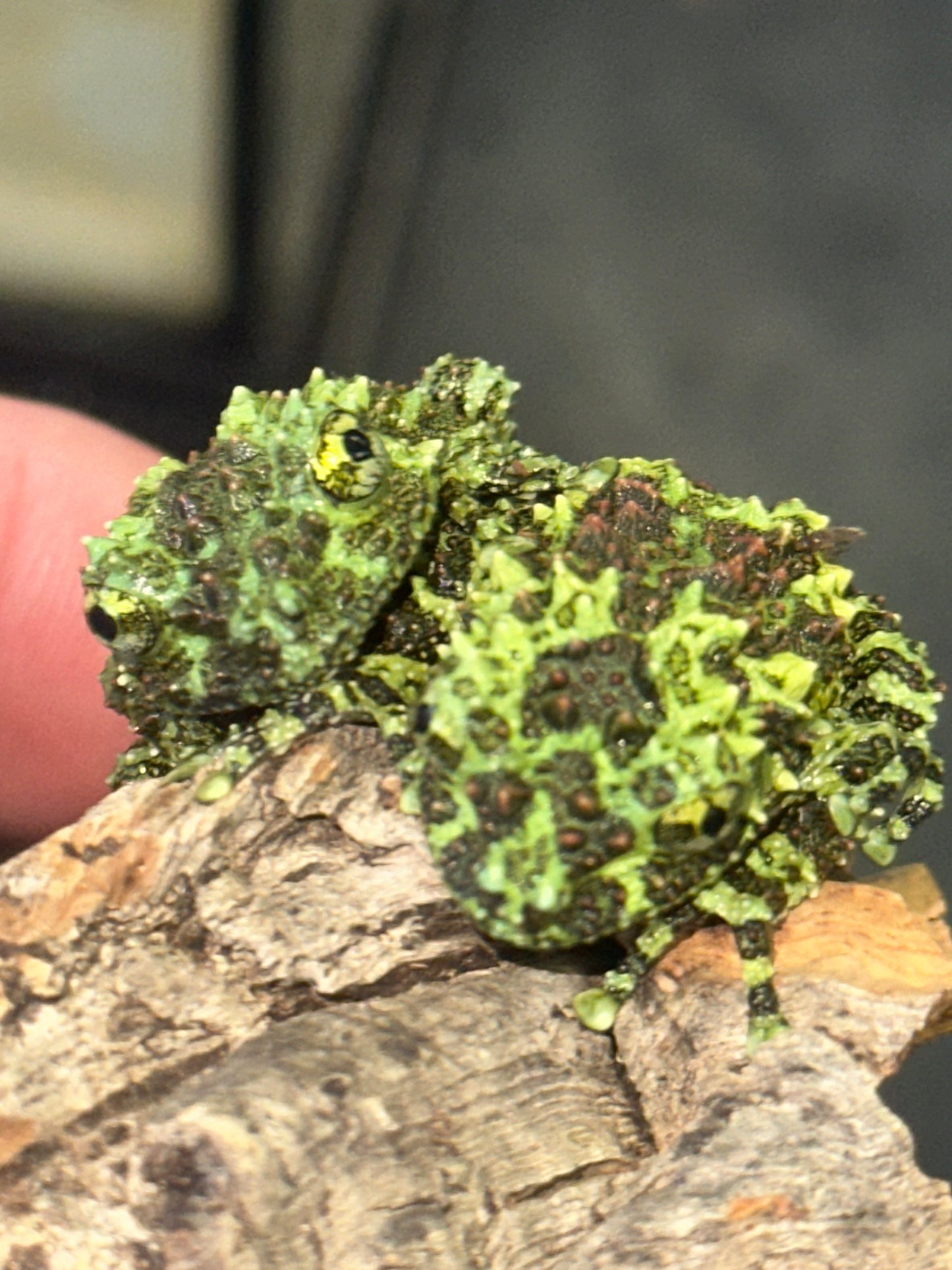 Vietnamese Mossy Frog - The Ultimate Camouflage Artist (Captive Bred)