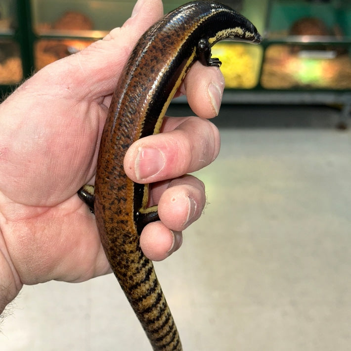 Mueller's Skink