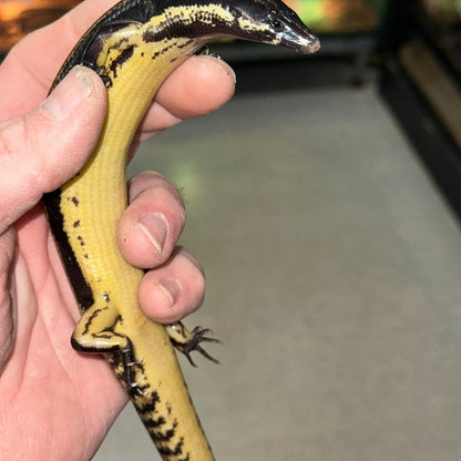 Mueller's Skink