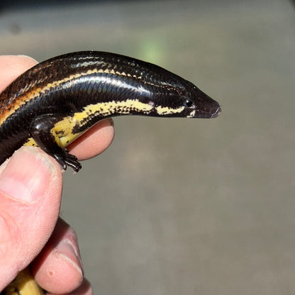 Mueller's Skink