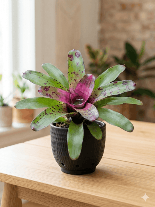 Neoregelia 'Ampullacea' Hybrid Bromeliad – Miniature Vivarium Workhorse
