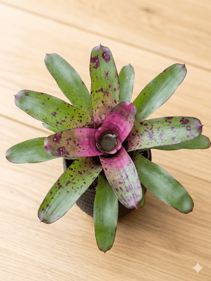 Neoregelia 'Ampullacea' Hybrid Bromeliad – Miniature Vivarium Workhorse