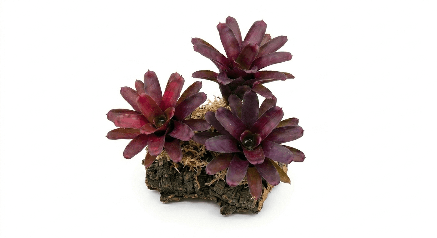 Neoregelia 'Fireball'  Bromeliad – Live Bioactive Vivarium Plant