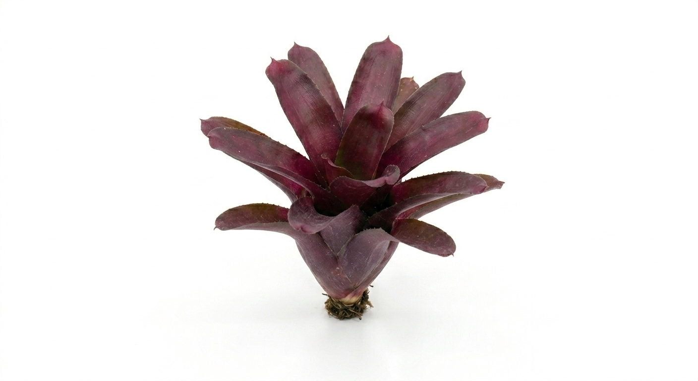 Neoregelia 'Fireball'  Bromeliad – Live Bioactive Vivarium Plant