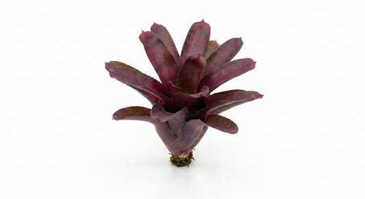 Neoregelia 'Fireball'  Bromeliad – Live Bioactive Vivarium Plant