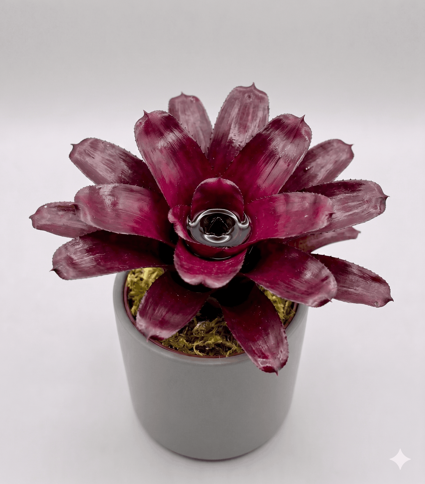 Neoregelia 'Voodoo Doll' Bromeliad – Large Rosette Amphibian Centerpiece Plant