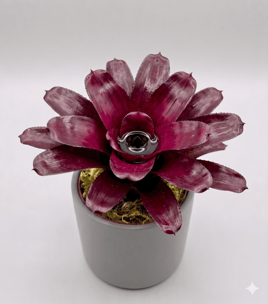 Neoregelia 'Voodoo Doll' Bromeliad – Large Rosette Amphibian Centerpiece Plant