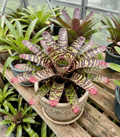 Neoregelia 'Zonata' Tiger Hybrid Bromeliad – Striped Epiphyte for Dart Frogs