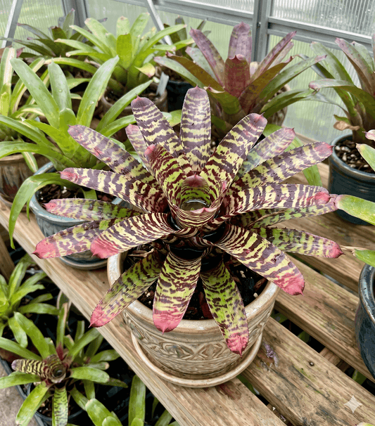 Neoregelia 'Zonata' Tiger Hybrid Bromeliad – Striped Epiphyte for Dart Frogs