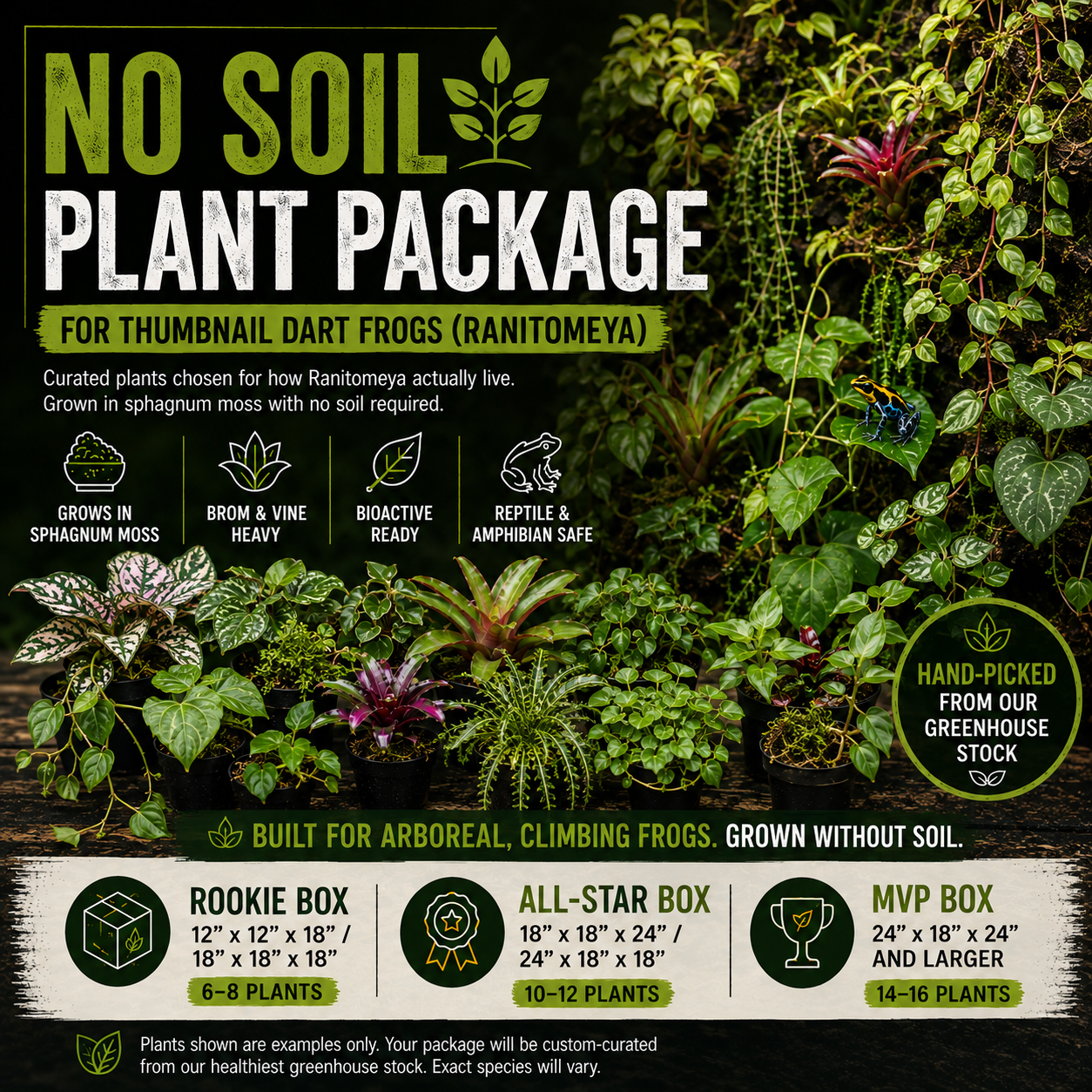 No Soil Plant Package – For Thumbnail Dart Frogs (Ranitomeya)