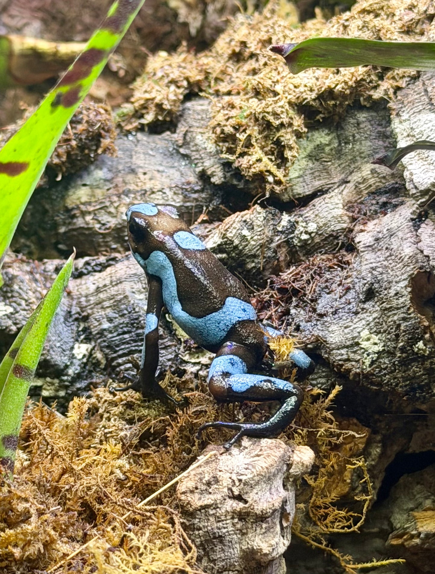 Oophaga histrionica "Blue"