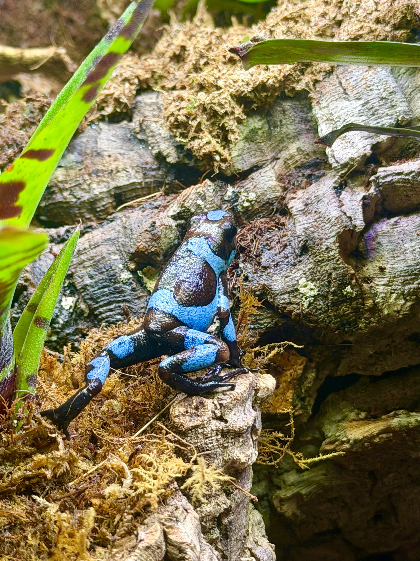 Oophaga histrionica "Blue"