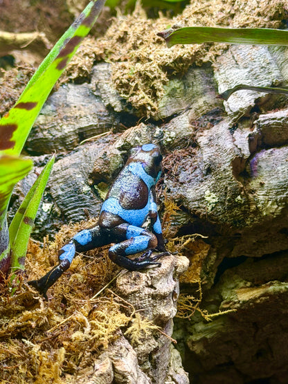 Oophaga histrionica "Blue"