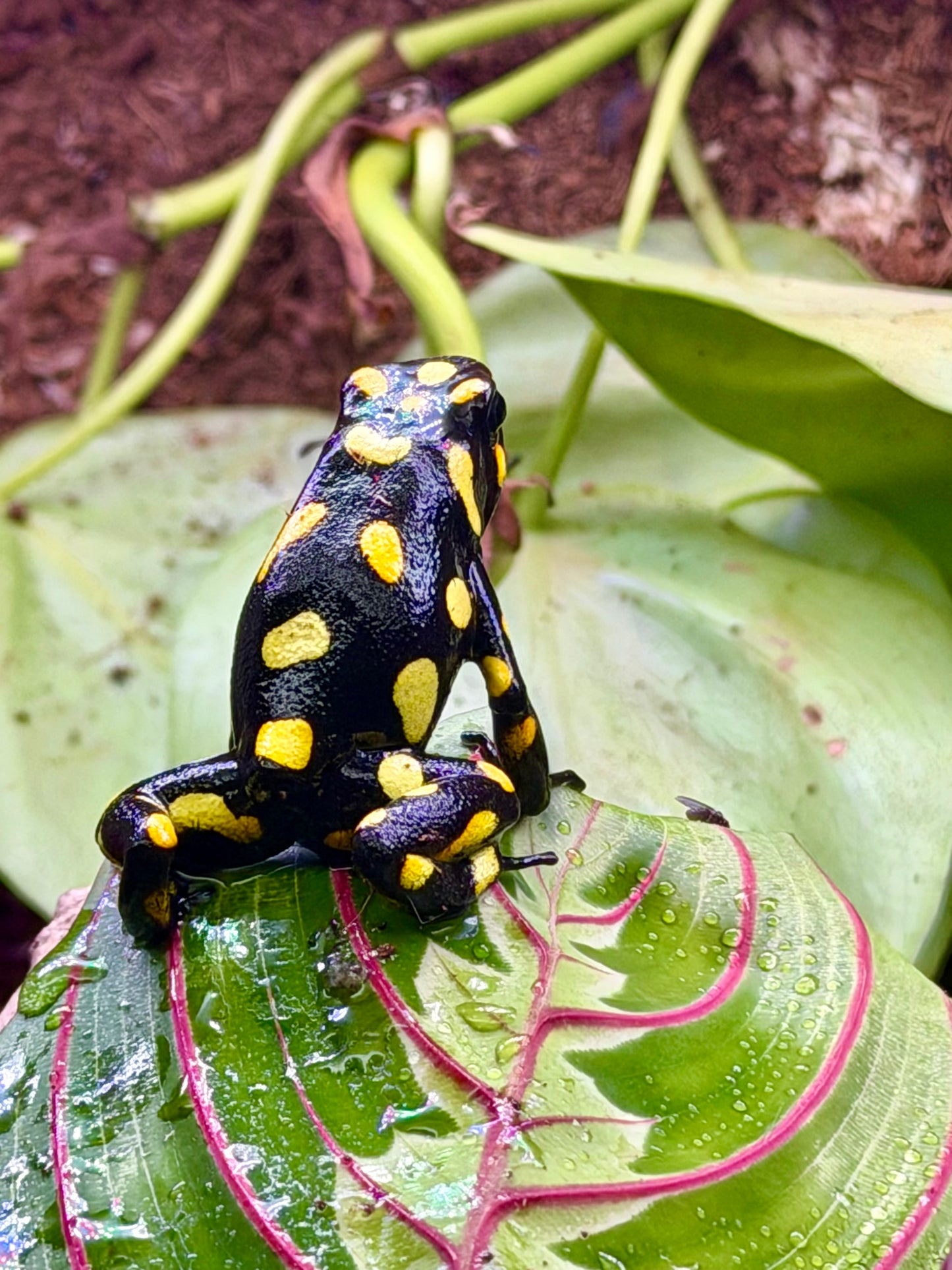 Oophaga histrionica "Pacasi"