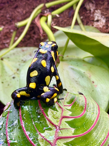 Oophaga histrionica "Pacasi"
