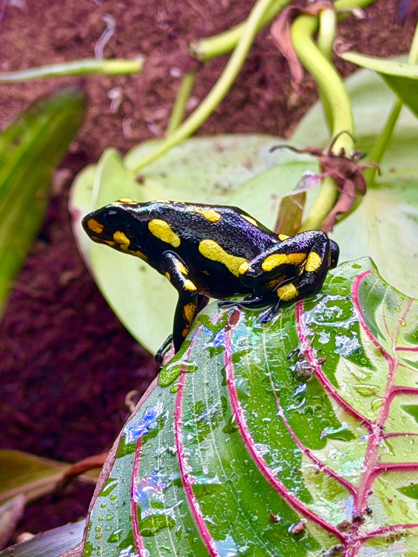 Oophaga histrionica "Pacasi"