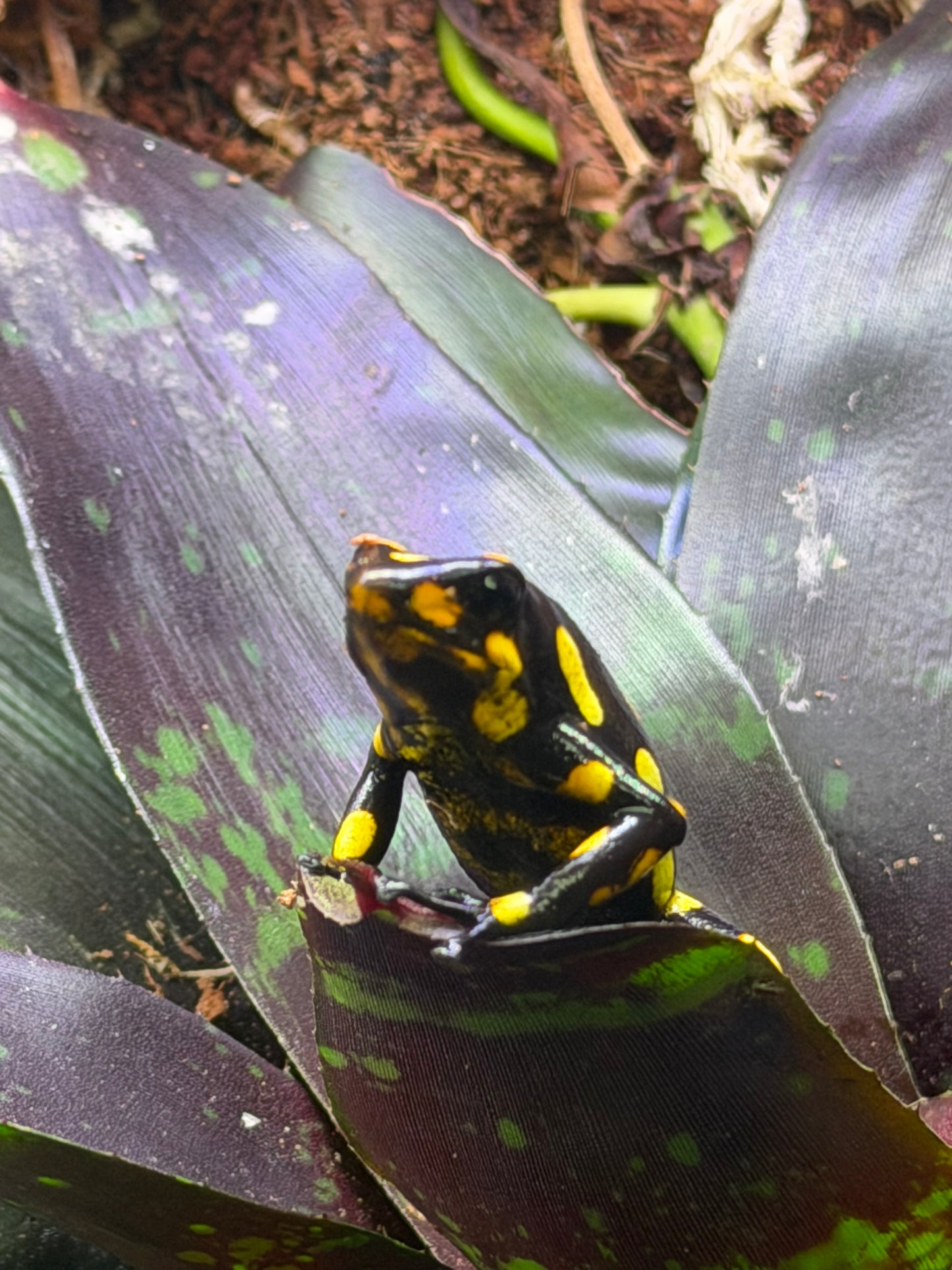 Oophaga histrionica "Pacasi"