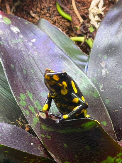 Oophaga histrionica "Pacasi"