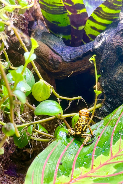 Oophaga histrionica "Redhead - Small Form" (Harlequin Poison Dart Frog)