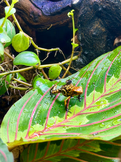 Oophaga histrionica "Redhead - Small Form" (Harlequin Poison Dart Frog)