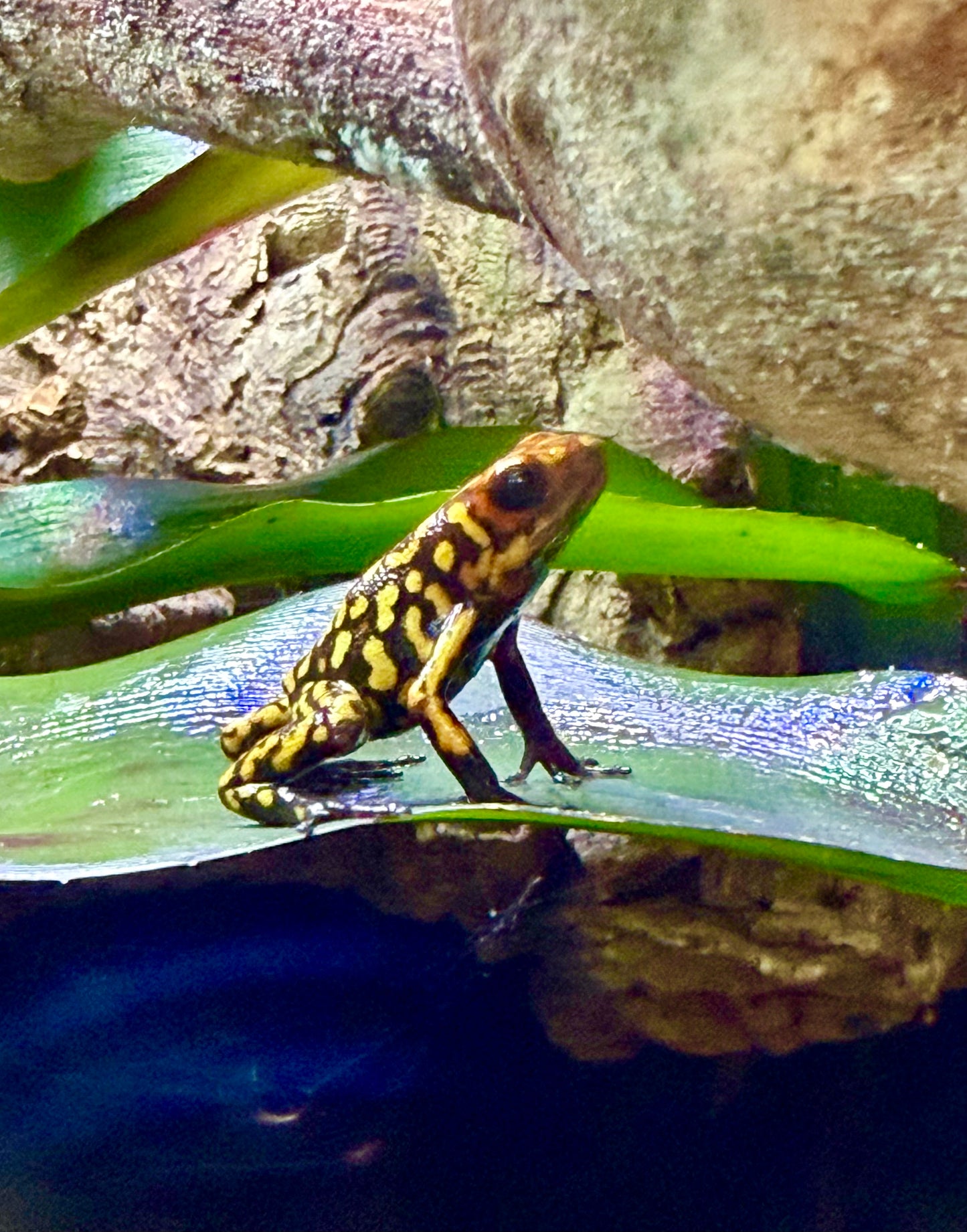 Oophaga histrionica "Redhead - Small Form" (Harlequin Poison Dart Frog)