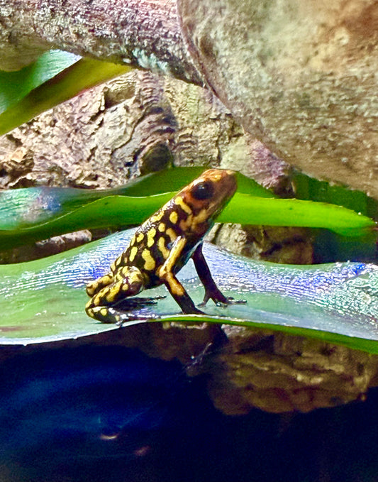Oophaga histrionica "Redhead - Small Form" (Harlequin Poison Dart Frog)