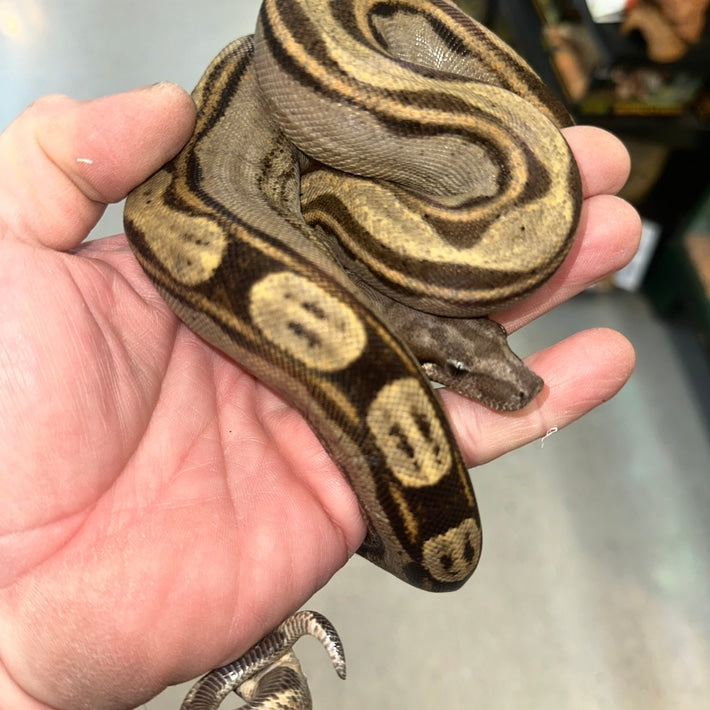 Orangasm Motley Het White Walker Boa Constrictors Juvenile