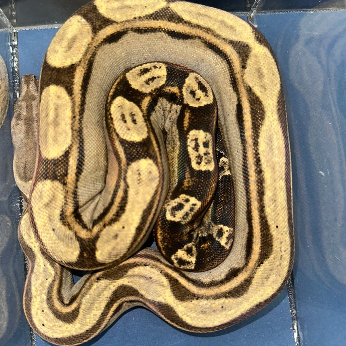 Orangasm Motley Het White Walker Boa Constrictors Juvenile