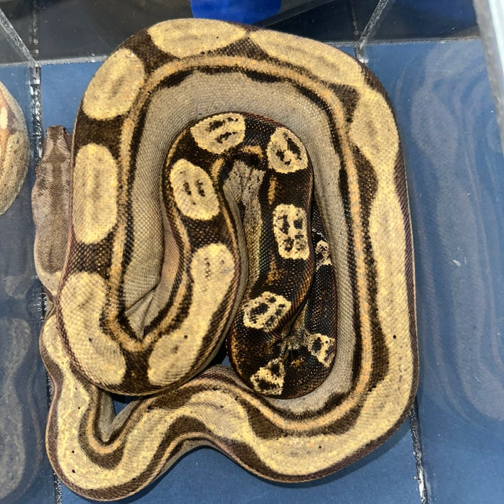 Orangasm Motley Het White Walker Boa Constrictors Juvenile