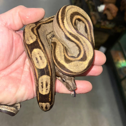 Orangasm Motley Het White Walker Boa Constrictors Juvenile