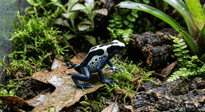 Oyapock Dart Frog (Dendrobates tinctorius) – High-Contrast Iconic Heavyweight