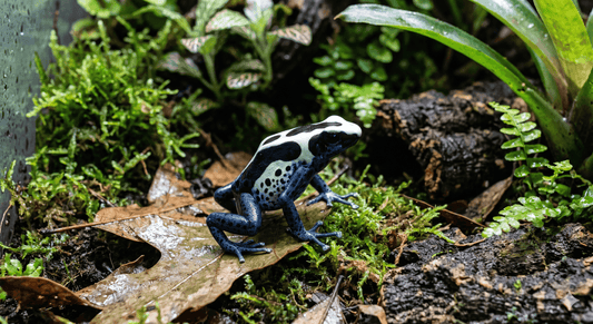 Oyapock Dart Frog (Dendrobates tinctorius) – High-Contrast Iconic Heavyweight