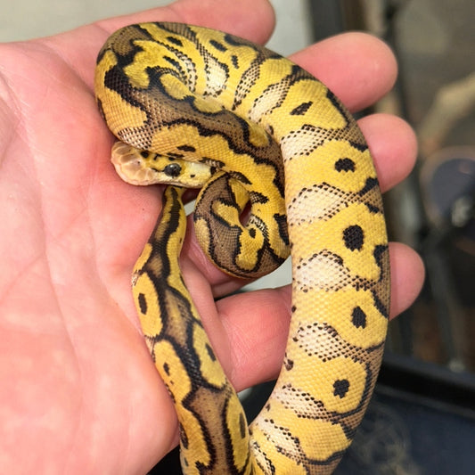 Pastel Clown Poss Yellow Belly