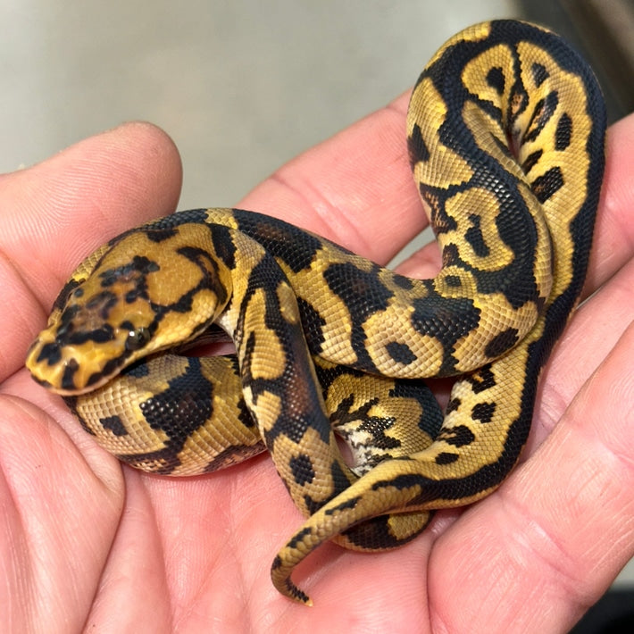 Pastel Spot Nose Yellow Belly Clown Ball Python Baby – Major League ...
