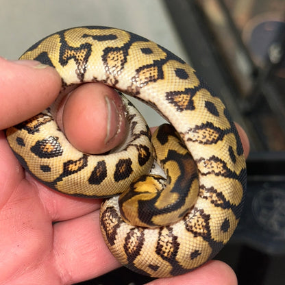 Pastel Spot Nose Yellow Belly Clown Ball Pythons Baby