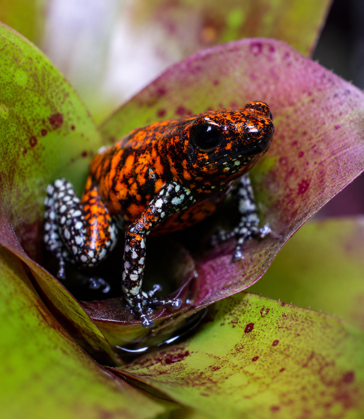 Oophaga sylvatica "Pata Blanca" Dart Frog