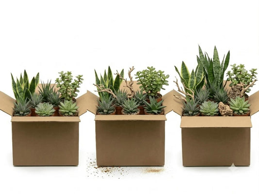 Desert Dynasty Plant Package – For Bearded Dragons, Leopard Geckos, & Arid Species