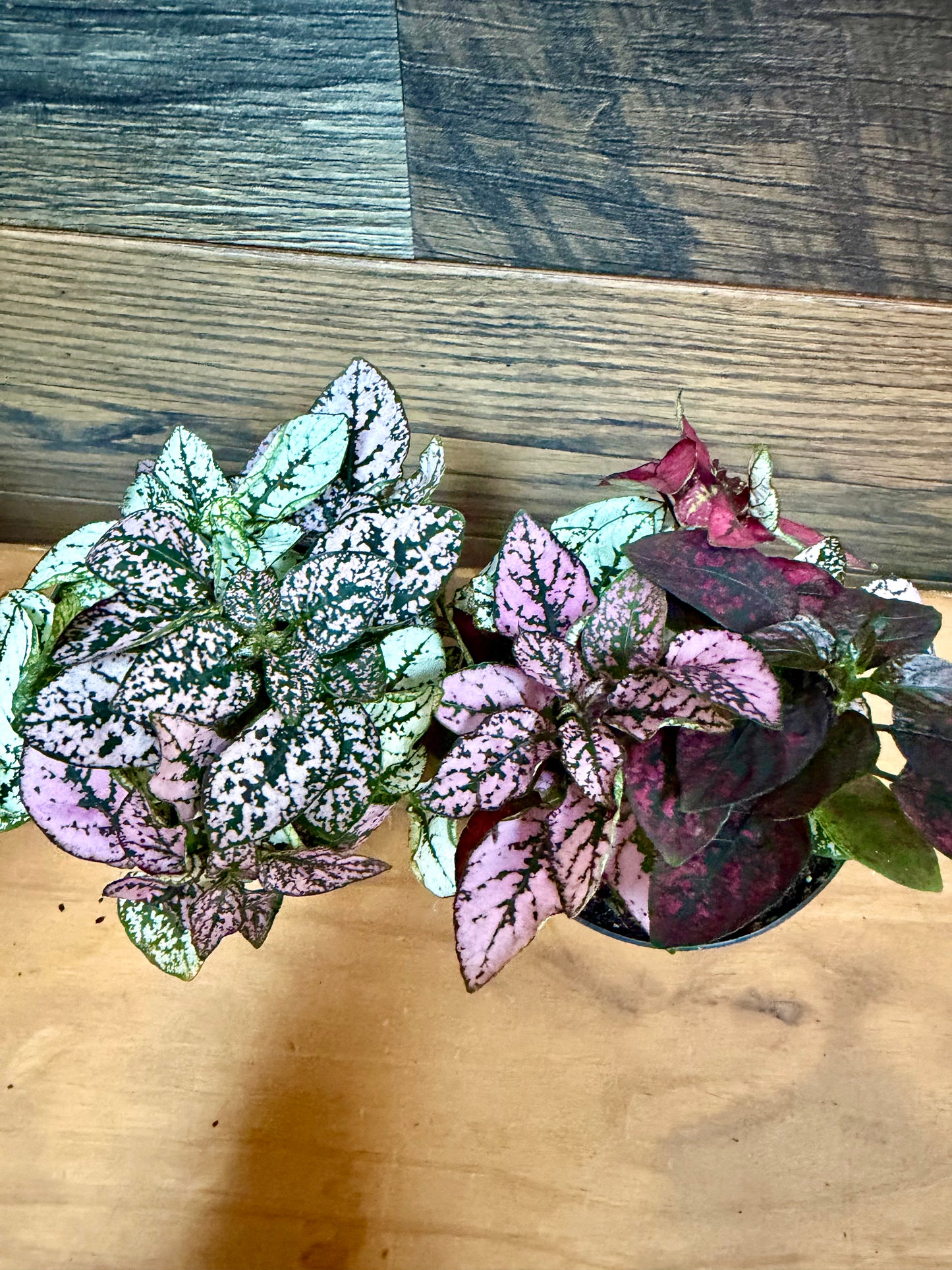 Polka Dot Plant (Hypoestes phyllostachya) – High-Visibility Tropical Filler