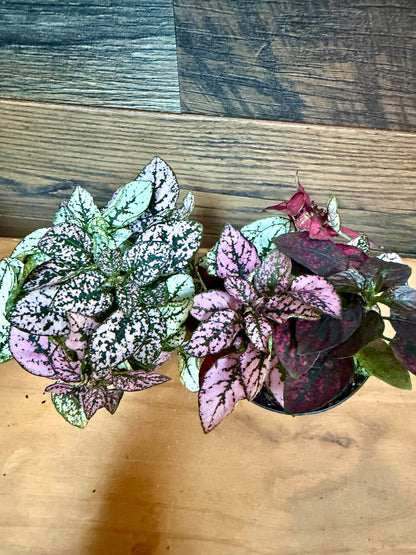 Polka Dot Plant (Hypoestes phyllostachya) – High-Visibility Tropical Filler