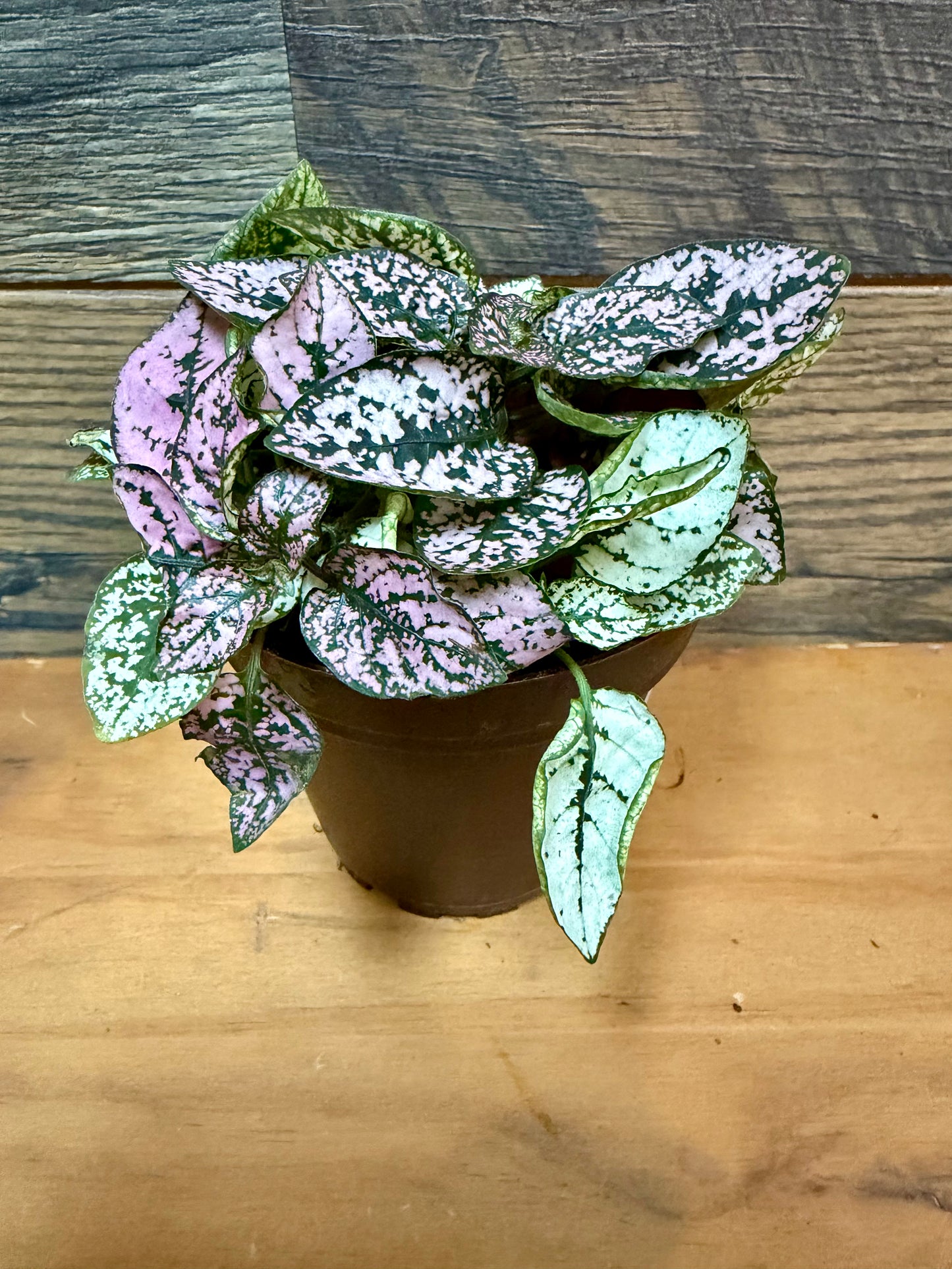 Polka Dot Plant (Hypoestes phyllostachya) – High-Visibility Tropical Filler
